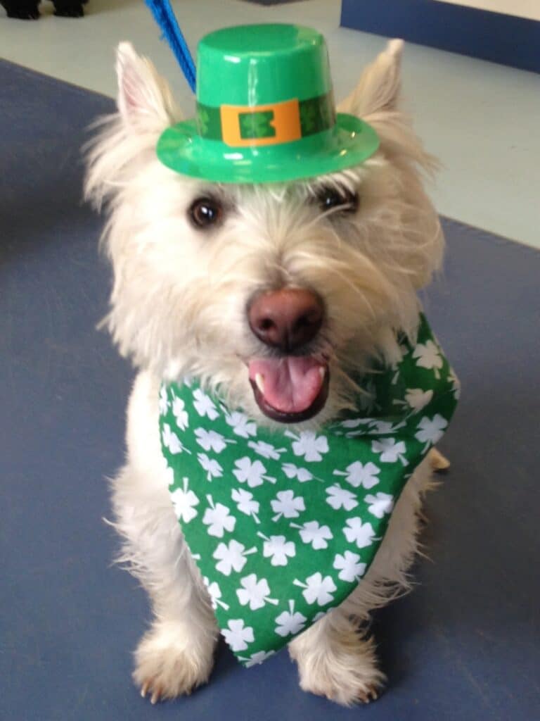 Dog in a St. Patrick's Day costume