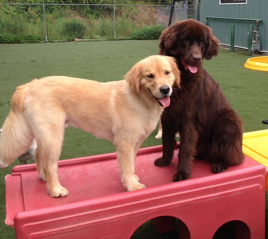 Dogs on playground equipment