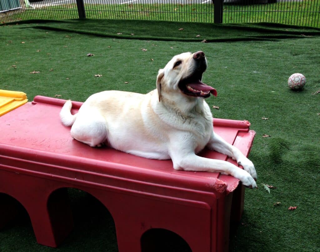 Happy dog on playground equipment