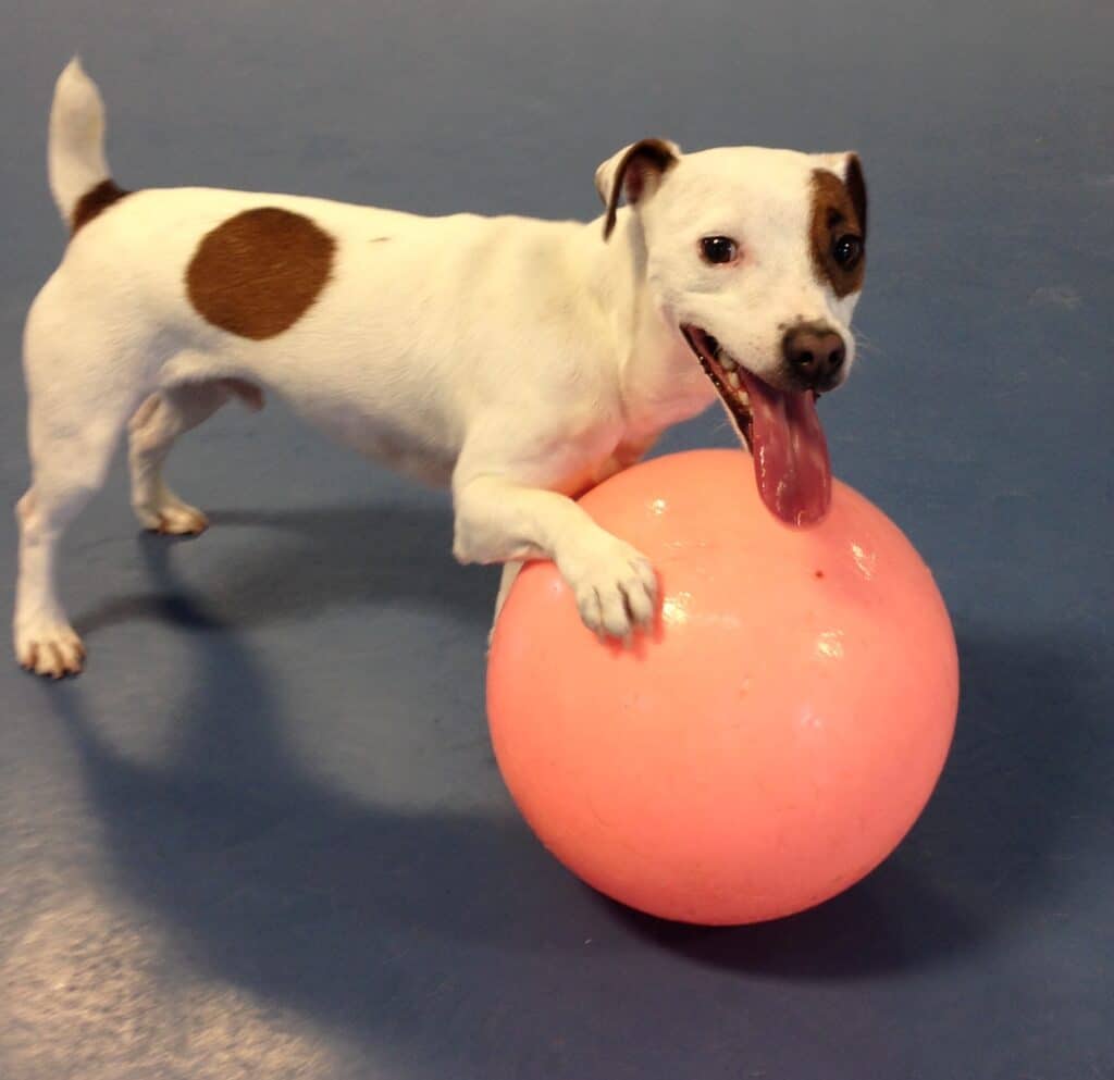 Small dog with a big ball