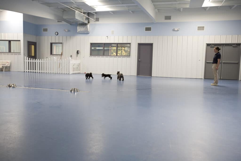 Dogs in the indoor playroom