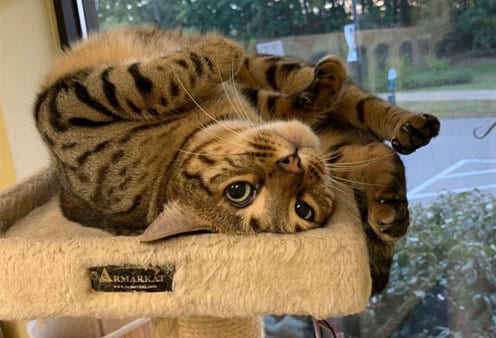 cat-boarding-image-1 Cat on a cat tree