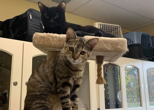 Two cats on a cat tree