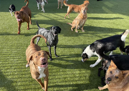 Group of dogs playing outside