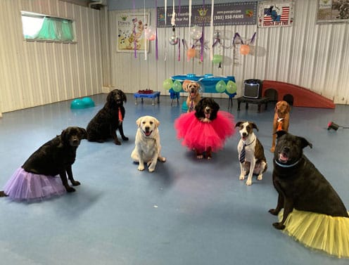 Dog party