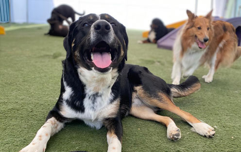 Dogs in daycare