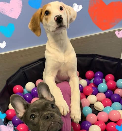 Two puppies playing in a ball pit