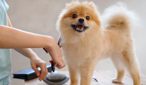 Dog being groomed