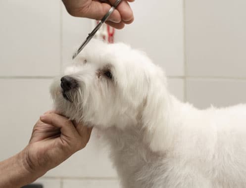 White dog being groomed