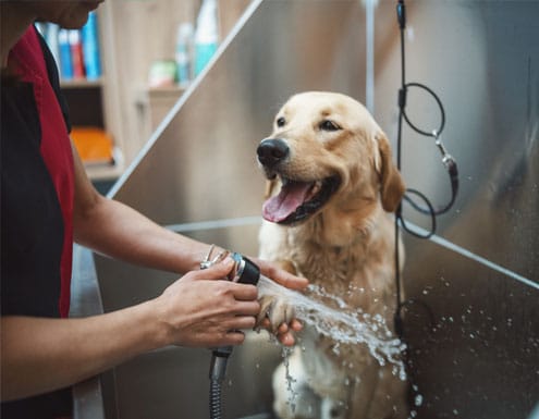 Happy dog getting a bath