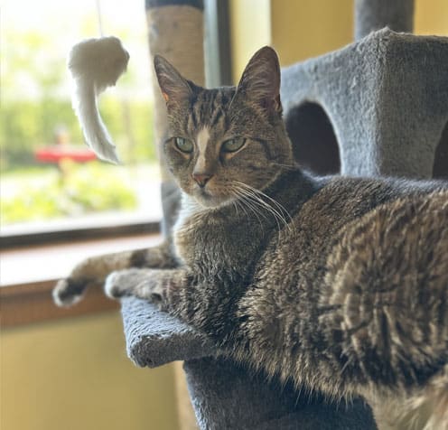 Can lounging on a cat tree