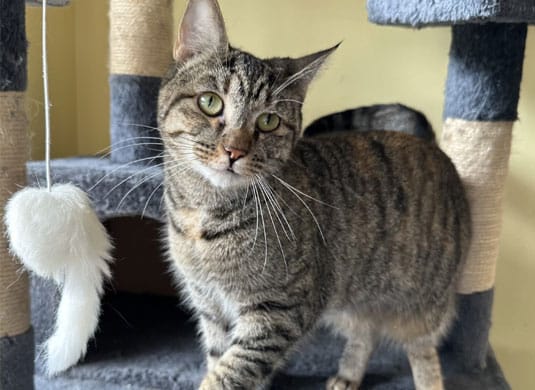 Cat on a cat tree