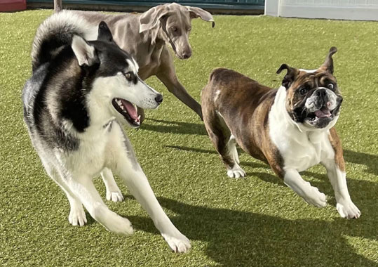 Dogs playing in the grass