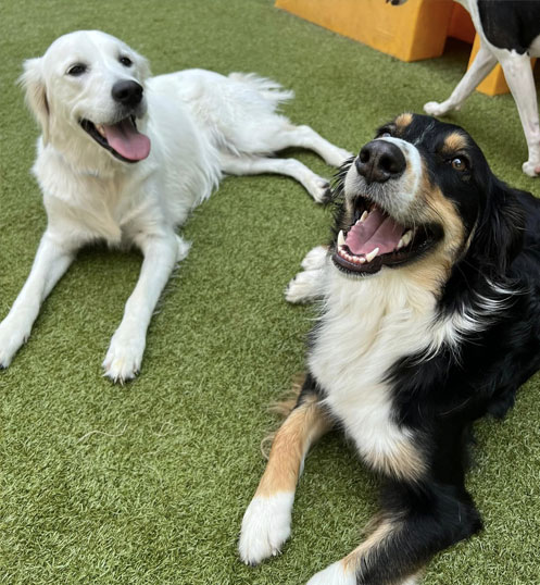 Dogs resting in the grass