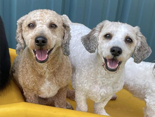 Happy dogs on playground equipment