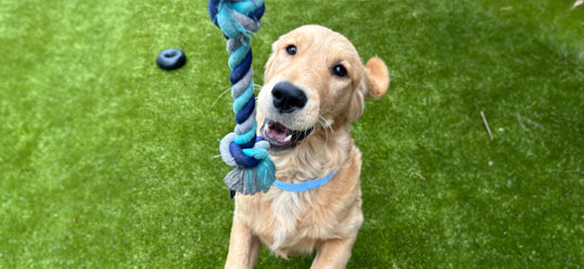 dog jumping for a rope toy