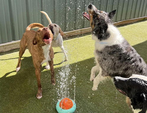 dogs playing in sprinkler