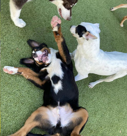 dog-daycare-image-2b Dogs playing