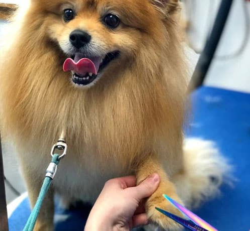 dog being groomed