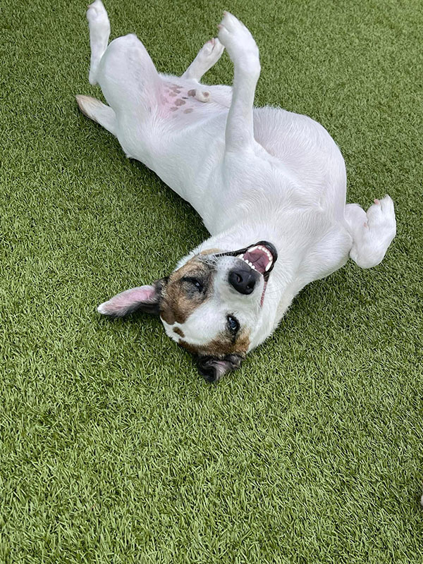 happy dog rolling on its back