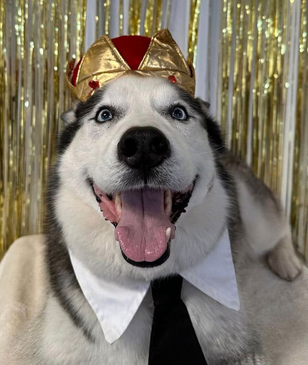 Happy dog in a crown